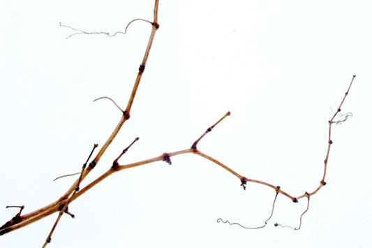 Winter In The Vineyard