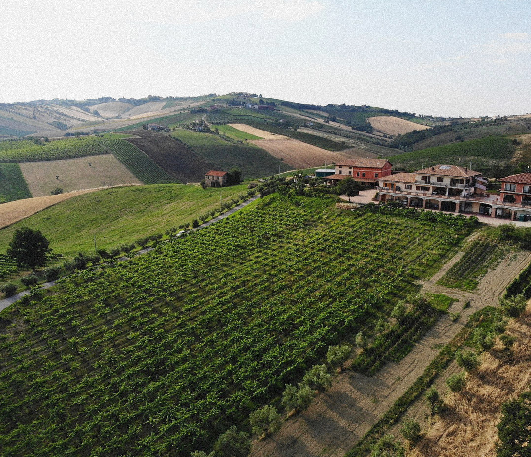 Emidio Pepe 'Trebbiano D’Abruzzo’ 2021