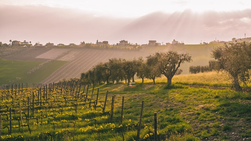 Emidio Pepe 'Montepulciano D’Abruzzo ‘Casa Pepe’ 2021