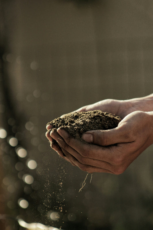 Sustainable Winemaking Practices